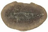 Fossil Fern (Pecopteris) Nodule Pos/Neg - Mazon Creek #184634-1
